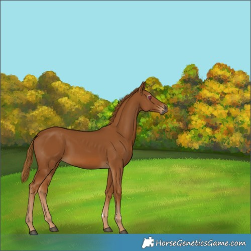 Horse Color:Gray Chestnut