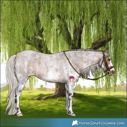 Horse Color:White Spotted Silver Brown Roan 