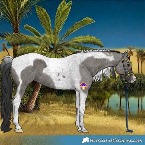 Horse Color:Grullo Tobiano 