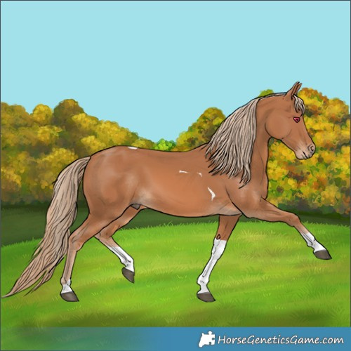 Horse Color:Chestnut Tobiano
