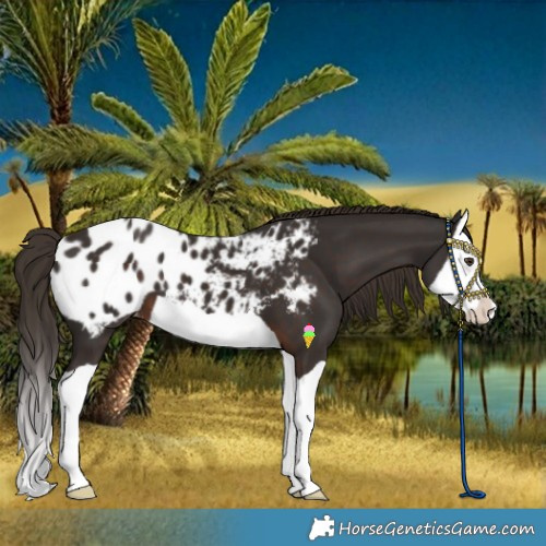 Horse Color:Liver Chestnut Splash Blanket