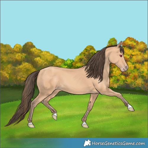 Horse Color:Amber Champagne 