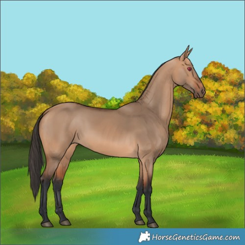 Horse Color:Bay Dun 