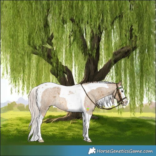 Horse Color:Chocolate Palomino Roan Dun Splash Tobiano Rabicano 