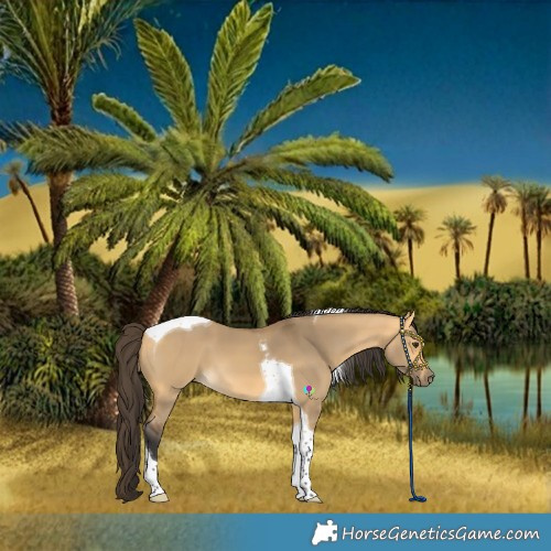 Horse Color:Buckskin Dun Tobiano