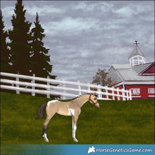 Horse Color:Buckskin Dun Tobiano