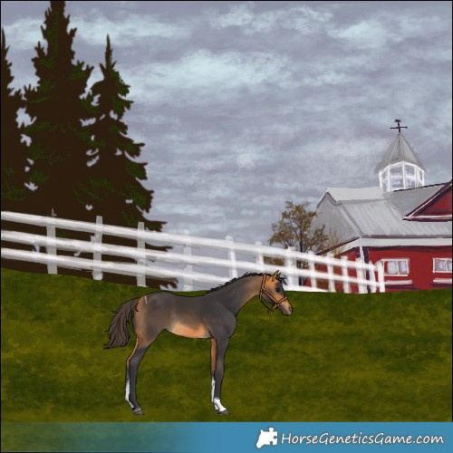 Horse Color:Buckskin Tobiano Rabicano