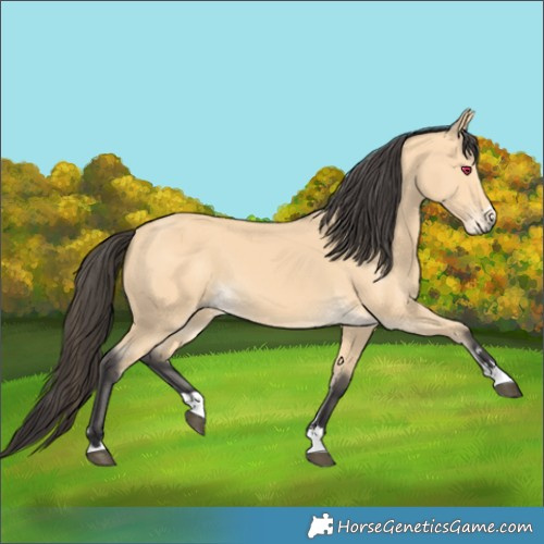 Horse Color:Buckskin