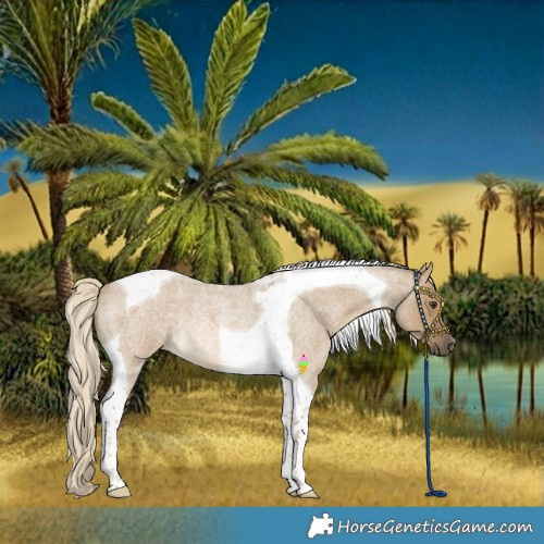 Horse Color:Chocolate Palomino Roan Dun Tobiano Rabicano