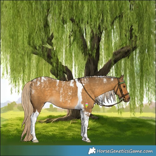 Horse Color:Powder White Chocolate Palomino Dun Tobiano