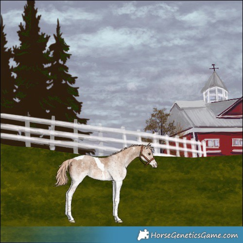 Horse Color:White Spotted Red Dun Tobiano