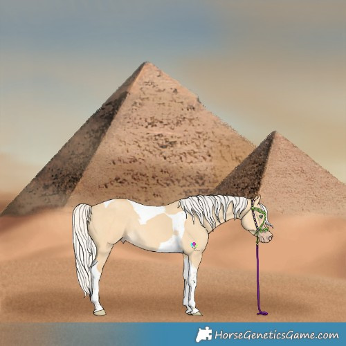 Horse Color:Silver Amber Cream Champagne Dun Tobiano Rabicano 