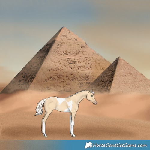 Horse Color:Silver Amber Cream Champagne Dun Tobiano Rabicano