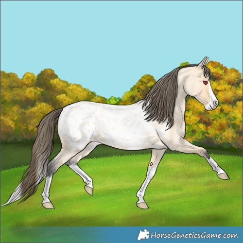 Horse Color:Buckskin Roan Splash Blanket