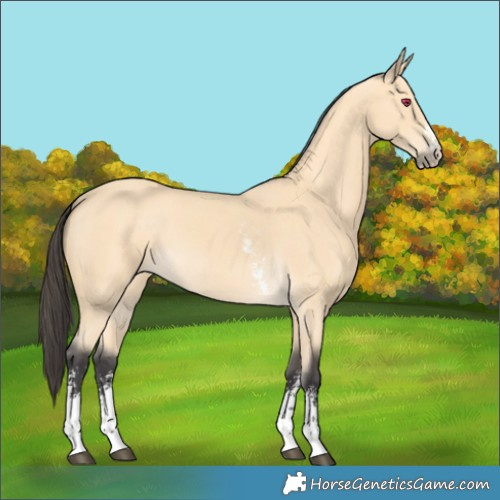Horse Color:Buckskin Sabino 