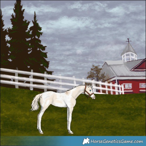 Horse Color:Cremello Dun Tobiano Frame