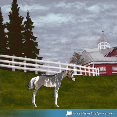 Horse Color:Buckskin Sabino Tobiano Rabicano