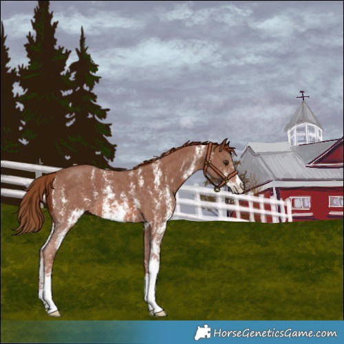 Horse Color:Chestnut Sabino Varnish