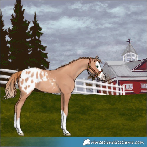 Horse Color:Gold Champagne Splash Appaloosa