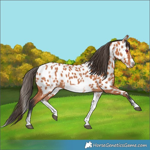 Horse Color:White Spotted Bay Splash Frame Near Leopard 