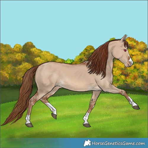 Horse Color:Red Dun