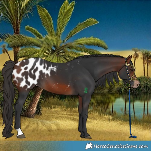 Horse Color:Bay Blanket
