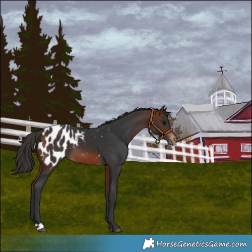Horse Color:Bay Blanket