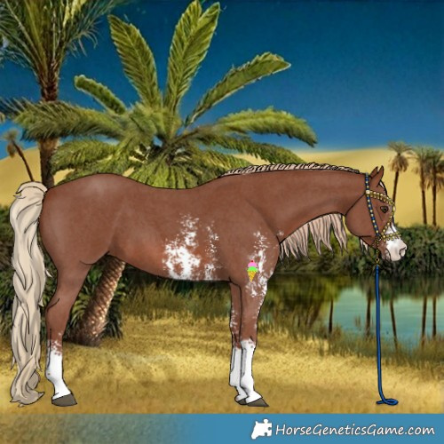 Horse Color:Chestnut Sabino 