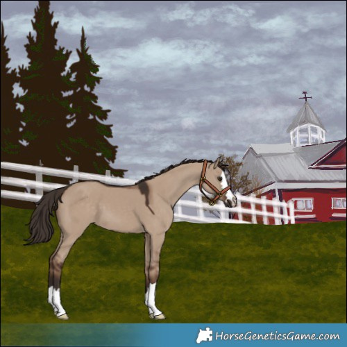 Horse Color:Liver Red Dun