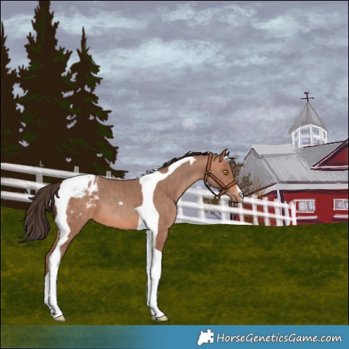 Horse Color:Amber Champagne Tobiano Varnish 
