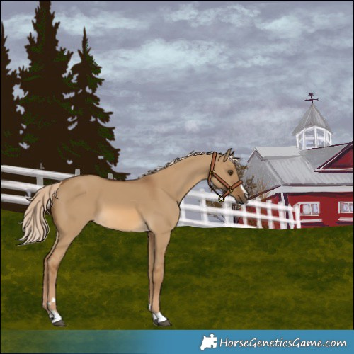 Horse Color:Chocolate Palomino Dun 