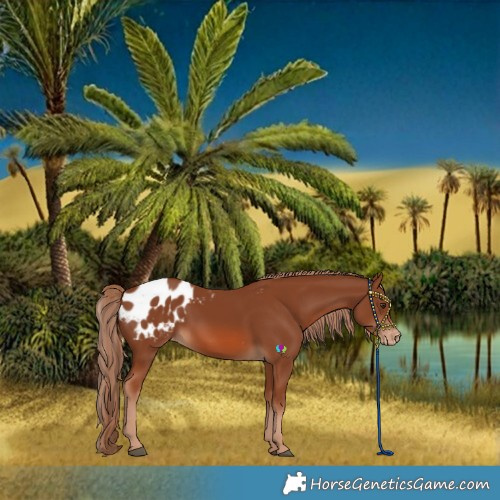 Horse Color:Chestnut Blanket 