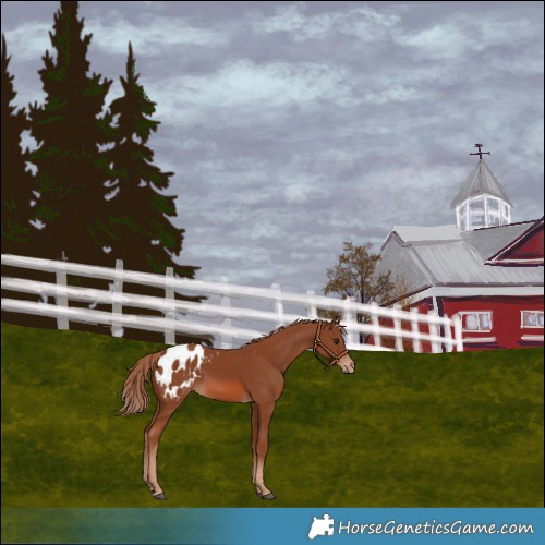 Horse Color:Chestnut Blanket 