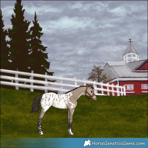 Horse Color:Brown Dun Blanket Rabicano 