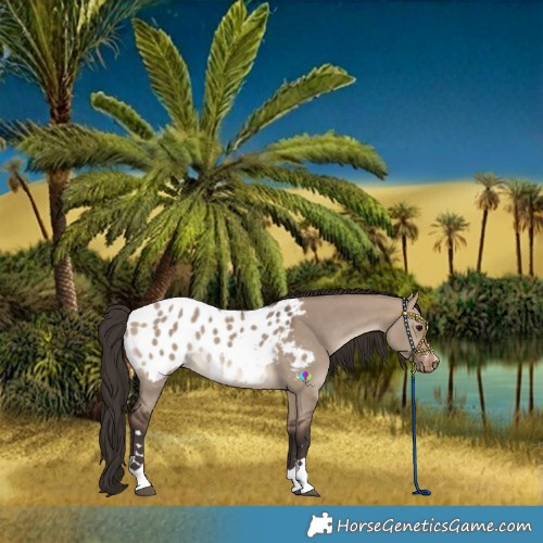 Horse Color:Brown Dun Blanket Rabicano