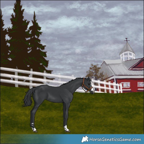 Horse Color:Black 