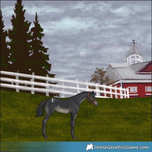 Horse Color:Black Varnish Rabicano
