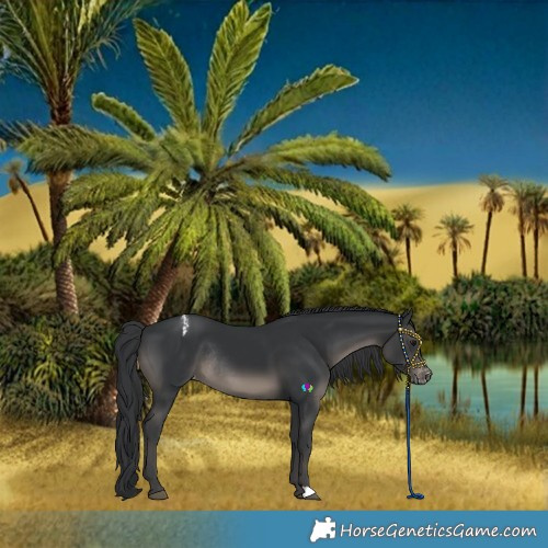 Horse Color:Black Varnish Rabicano