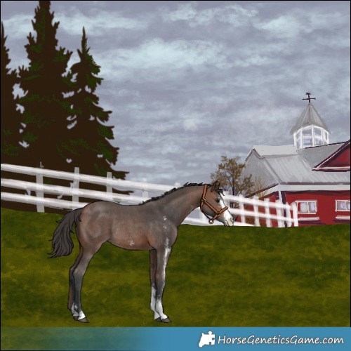 Horse Color:Brown Sabino Varnish Rabicano 