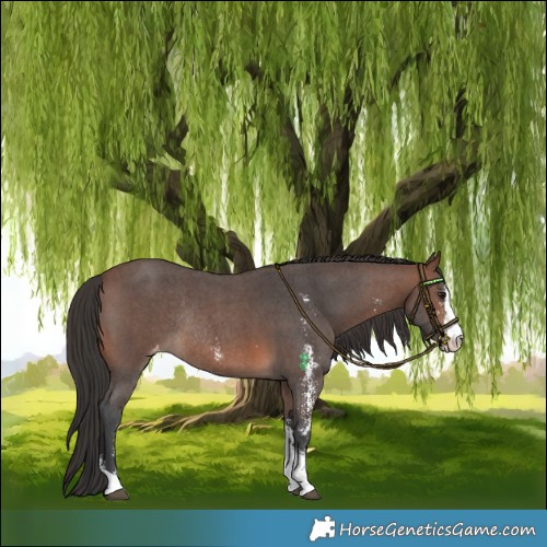 Horse Color:Brown Sabino Varnish Rabicano 