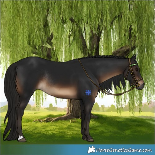 Horse Color:Gray Brown Rabicano 