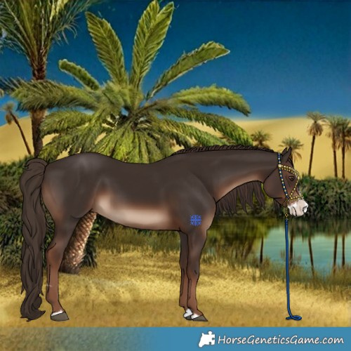 Horse Color:Liver Chestnut Splash