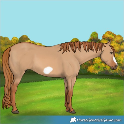 Horse Color:Red Dun Frame