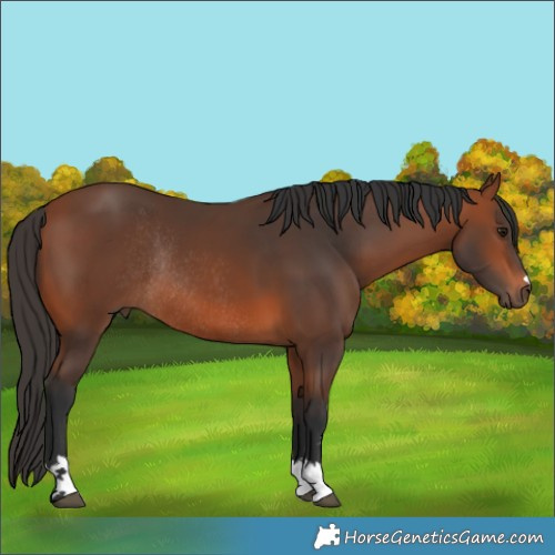 Horse Color:Bay Rabicano 