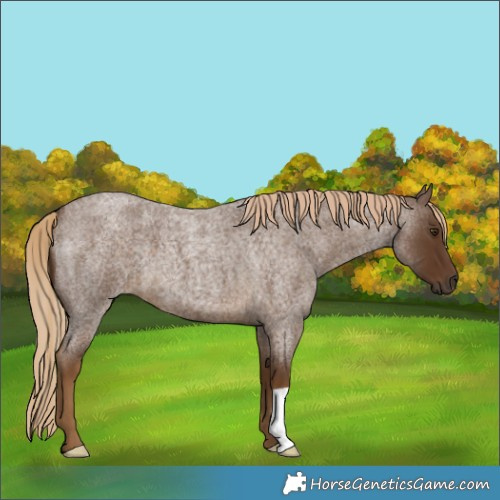 Horse Color:Chocolate Palomino Roan 