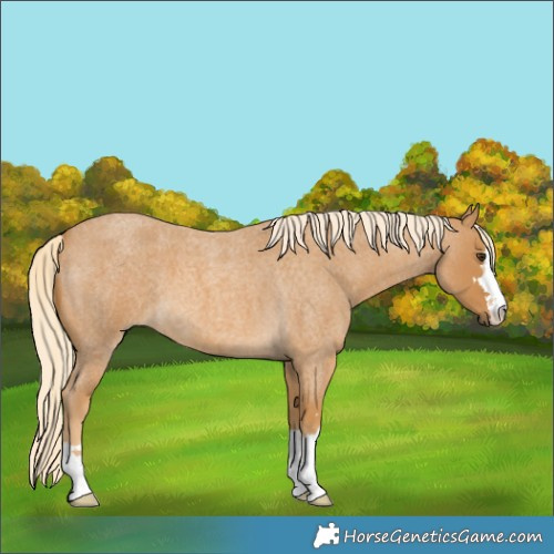 Horse Color:Palomino Roan