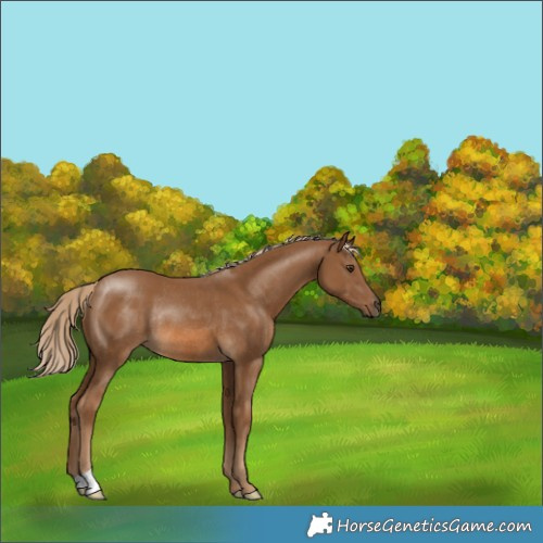 Horse Color:Chocolate Palomino Rabicano