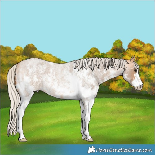 Horse Color:Silver Buckskin Roan Sabino