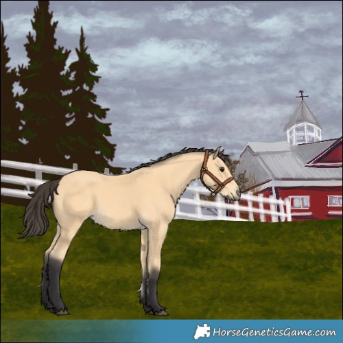 Horse Color:Buckskin 