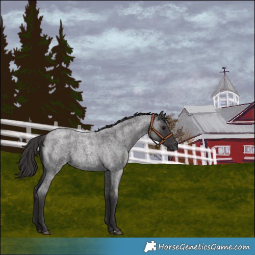 Horse Color:Smoky Blue Roan 
